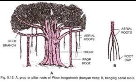 Prop Roots Diagram Of Banyan Tree