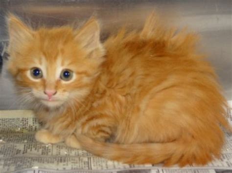 Cute Kittens And Cats Available For Adoption Snellville Ga Patch