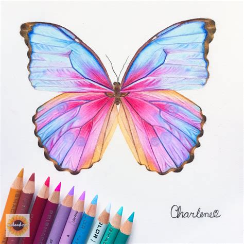 Butterfly Drawing Butterfly Drawing Colorful Drawings Color Pencil