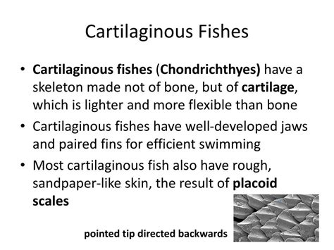 Ppt Cartilaginous Fishes Powerpoint Presentation Free Download Id
