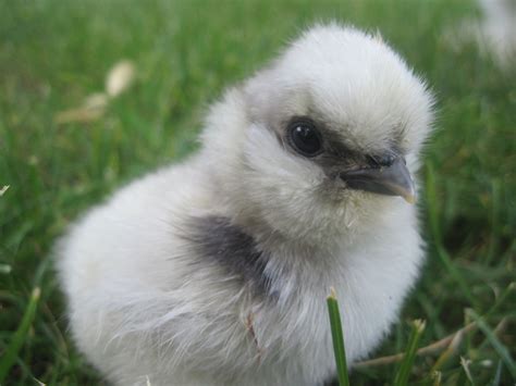 Silkie Babyyou Know You Want One Silkies Animals Chickens