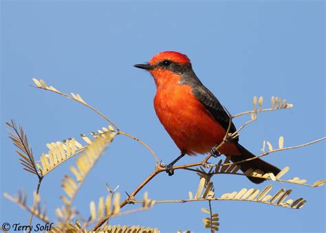 Vermillion Flycatcher South Dakota Birds And Birding