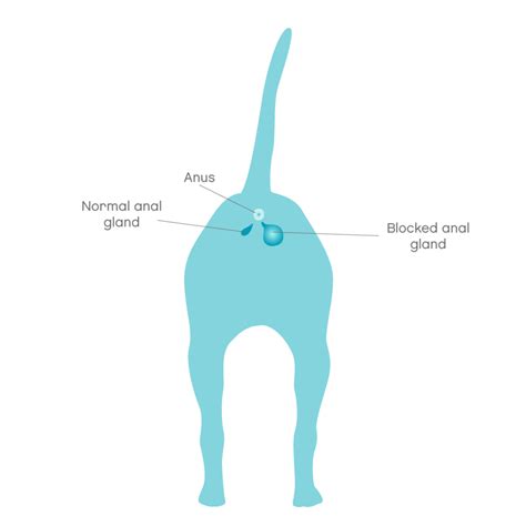Anal Gland Disease In Dogs Info And Treatment Joii Pet Care