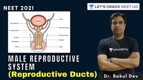 Male Reproductive System Reproductive Ducts Neet Biology Neet Dr Bakul Dev Youtube