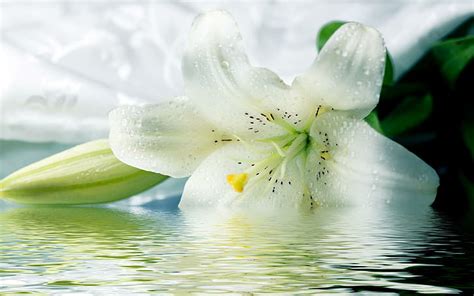 Hd Wallpaper White Lilies Nature Flower Beautyful 3d And Abstract