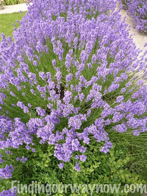 Celebrate a special occasion by sending a spring floral arrangement that also commemorates the season. Flowers In France: A Photographic Journal - Finding Our ...