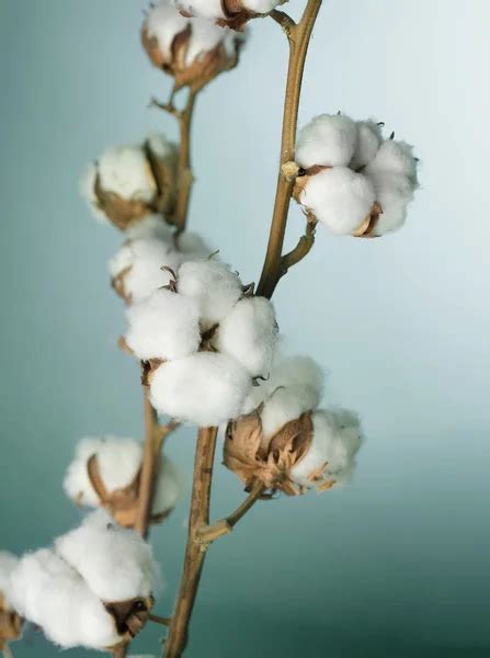 Cotton Stock Images Page Everypixel