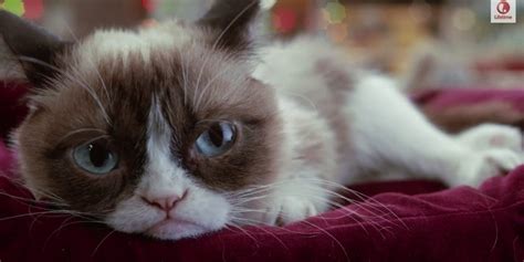 Lifetimes Grumpy Cat Trailer Means Christmas Is Coming