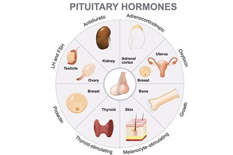 Pituitary Gland Function And Hormone Production