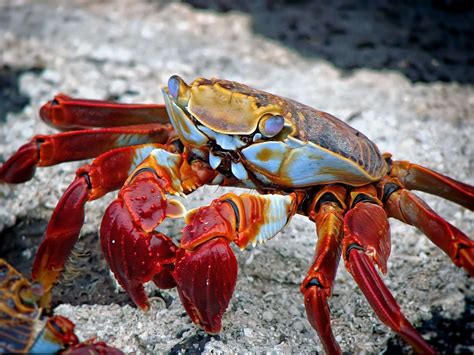 1143466 Animals Food Sand Beach Crabs Seafood Crustaceans Crab