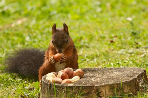 どの動物がナッツを食べるか