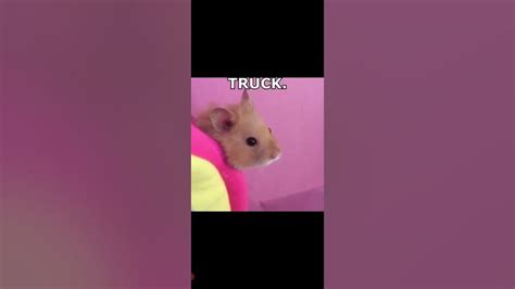 Hamster Truck Meme From Tik Tok Youtube