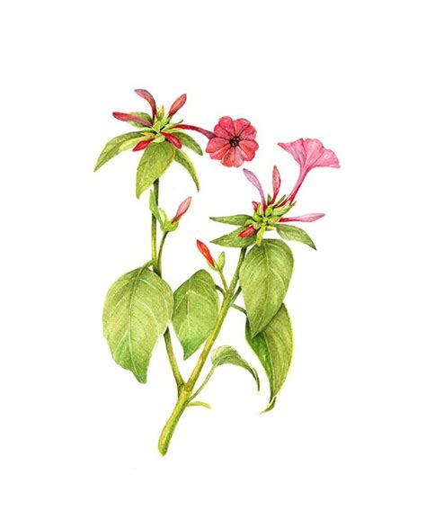 Mirabilis Jalapa Floral Botanical Print Illustration