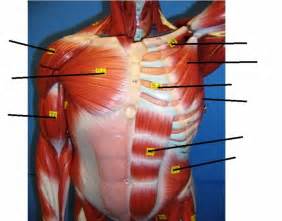 Muscular wall separating the chest and abdomen. muscles in chest and Abdomen model
