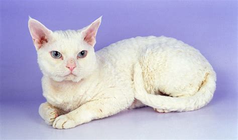 Devon Rex Cat Breed Information