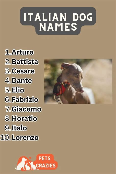 200 Italian Dog Names Unique And Funny Ideas