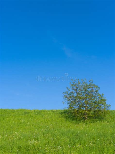 Meadow With Single Tree Stock Image Image Of Field Spring 19352977