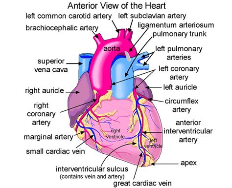 Biochemistry Class Notes Cardiac Anatomy Basic