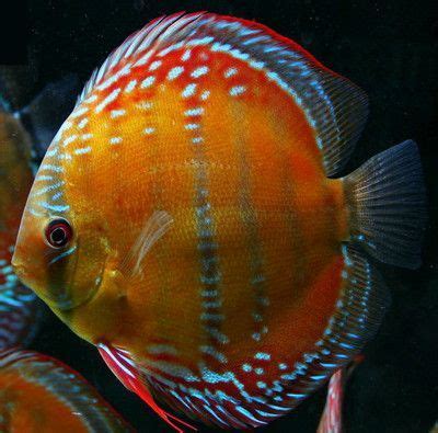 The #1 free pet classifieds site to buy, sell and rehome discus fish and other fish near me. Red Alenquer Discus For Sale at Discus Fish Sales - No1 ...