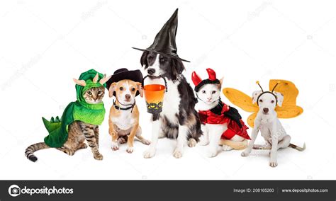 Row Dogs Cats Dressed Halloween Costumes Together White Background