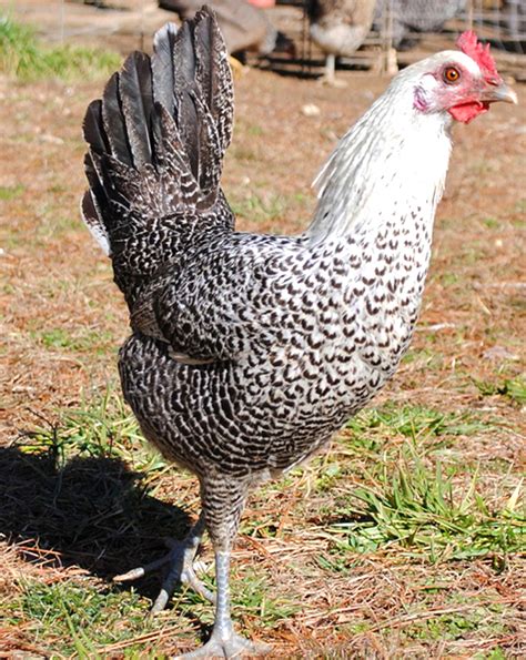 Fayoumi Chicken Modern Farming Methods