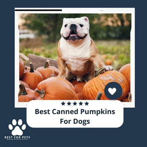 The 9 Best Canned Pumpkins For Dogs