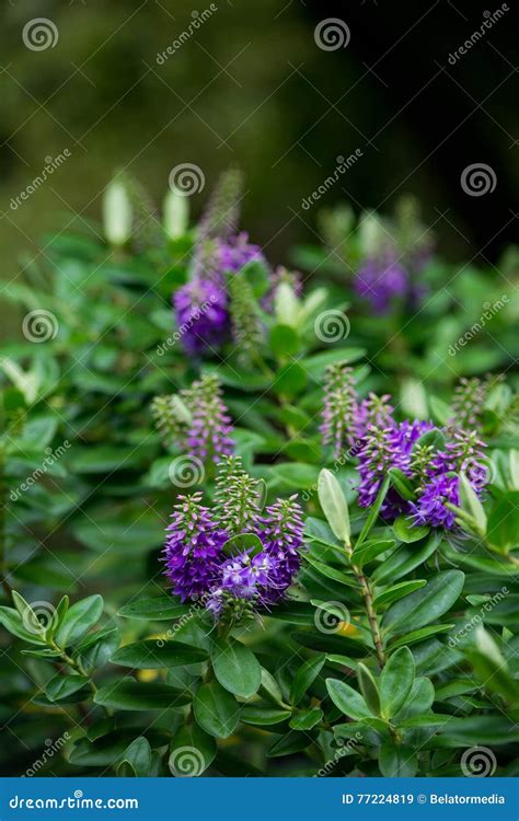 Exotic Purple Cluster Flowers Stock Image Image Of Bokeh Flowers