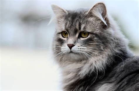 The Best Hypoallergenic Cat Breeds