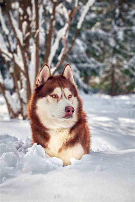 Beautiful Red Husky Winter Portrait Of A Siberian Husky Dog Stock