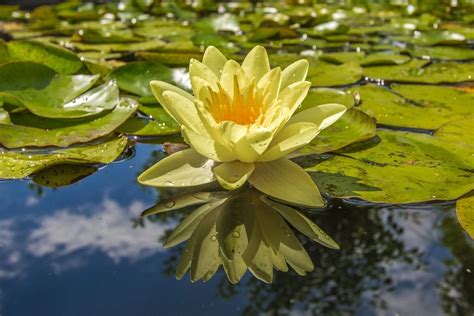 Wintering Water Lilies The Easiest Method To Store Water Lilies Over