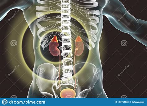 Your kidneys are powerful chemical factories and have the following jobs having heart disease can directly affect your chances of developing kidney disease. Kidney And Adrenal Glands Highlighted Inside Human Body ...