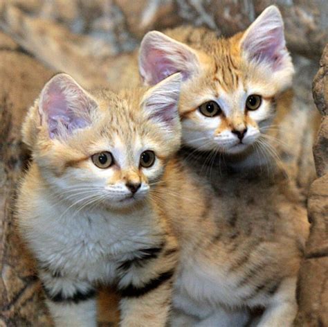 Arabian Sand Kittens Debuted At Cincinnati Zoo