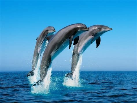 Фото Прыжок дельфина