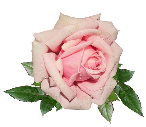 Fresh Pink Rose Png Image For Free Download
