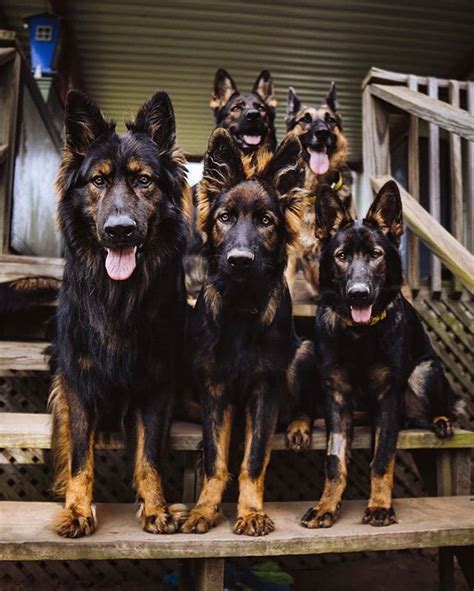 Beautiful Pack German Shepherd Puppies Training Loyal Dog Breeds