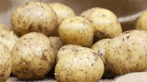 Potato Growing Problems Common Issues And How To Avoid Them