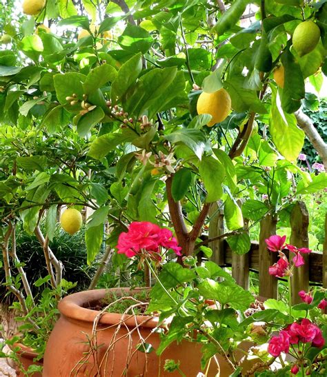 Potted Lemon Tree Gorgeous Gardens Potted Lemon Tree Outdoor Gardens