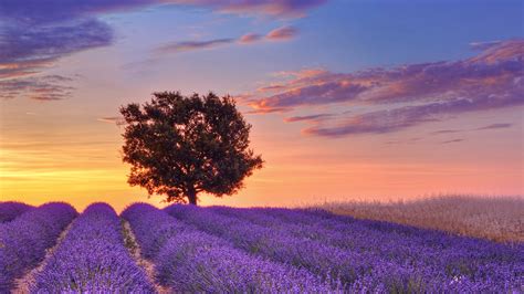 Lavender Fields In Provence Wallpaper For Desktop 1920x1080 Full Hd