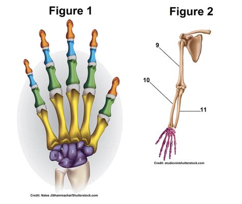 Upper Limb Bones Diagram Quizlet