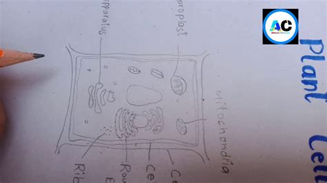 How We Draw Diagram Of Plant Cell For 9th Class Easy Steps Youtube
