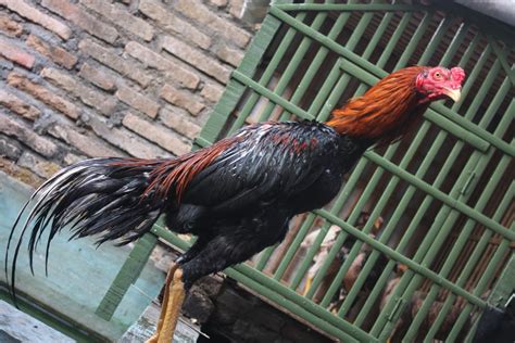 Check spelling or type a new query. Sabung Ayam Betet Ayam Peru : Ayam Betet, Ayam Khas Bali ...