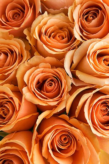Peach Cinnamon Roses Calyx Flowers Inc