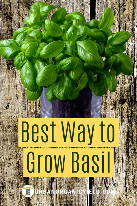 Best Ways To Grow Basil Growing Basil Growing Basil Indoors Growing