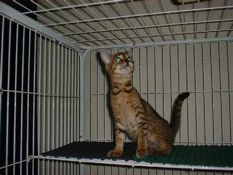 The myths of cat adoption. Bengal kitten 4 sale FOR SALE ADOPTION from Kuala Lumpur ...