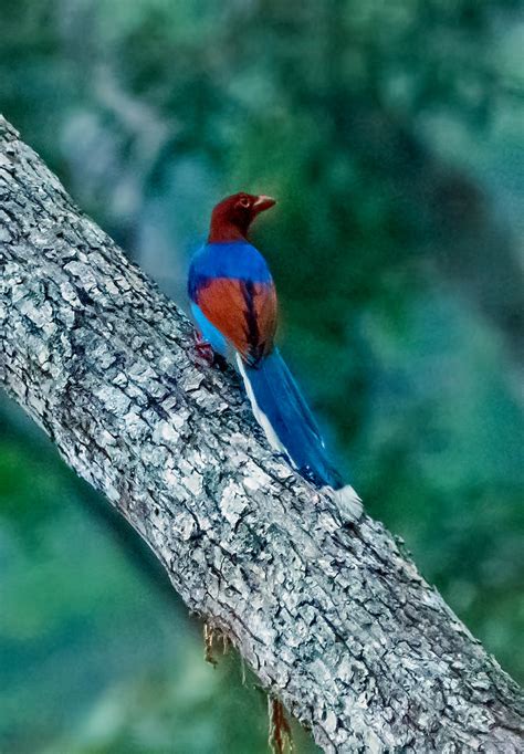 Sri Lanka Blue Magpie Sinharaja Rain Forest Sri Lanka 2 Flickr
