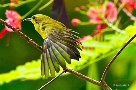 The most common olive backed sunbird material is linen. THE OLIVE-BACKED SUNBIRD | Dr Doughlittle