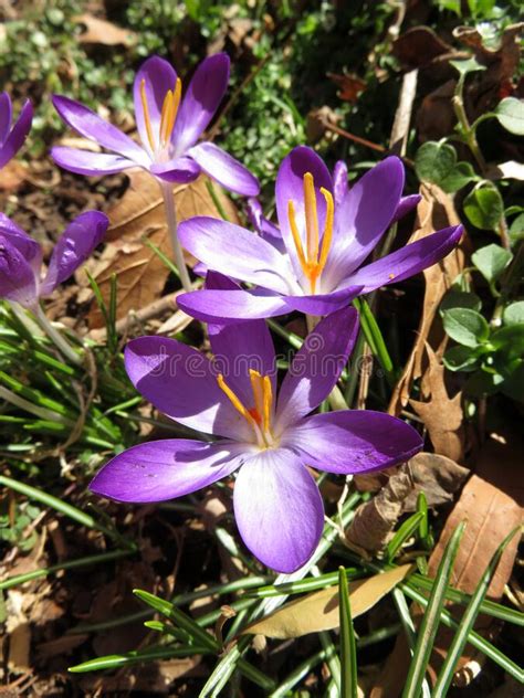 Purple Crocus Flowers In The Sunlight In Winter Stock Image Image Of