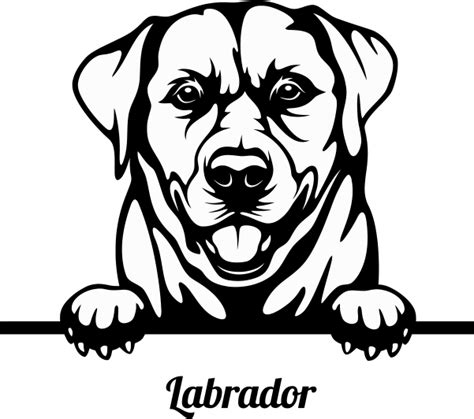 Labrador Peeking Dog Decal