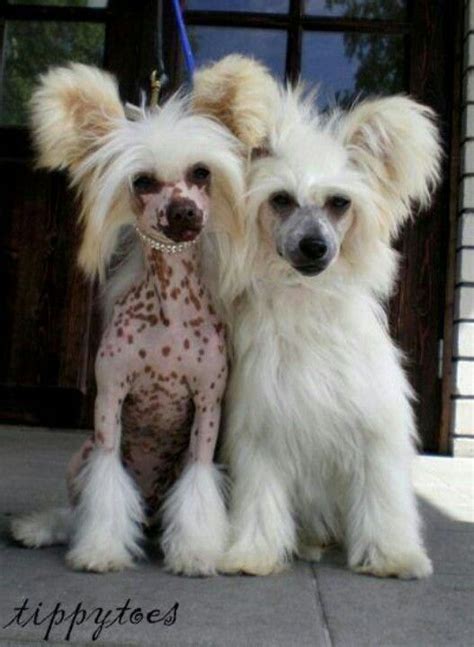 Pin On The Chinese Crested