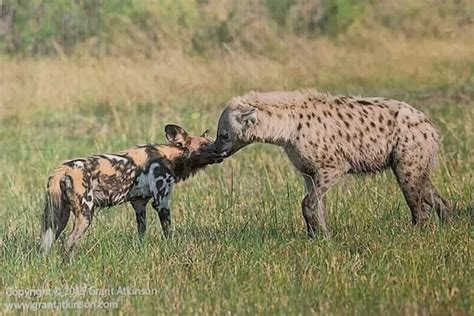 Painted Wolf Aka African Wild Dog And Hyena In A Nose To Nose